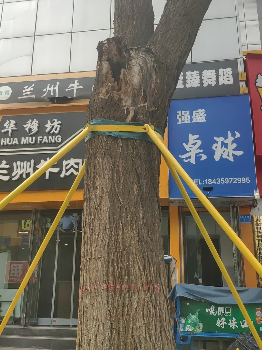 强盛桌球