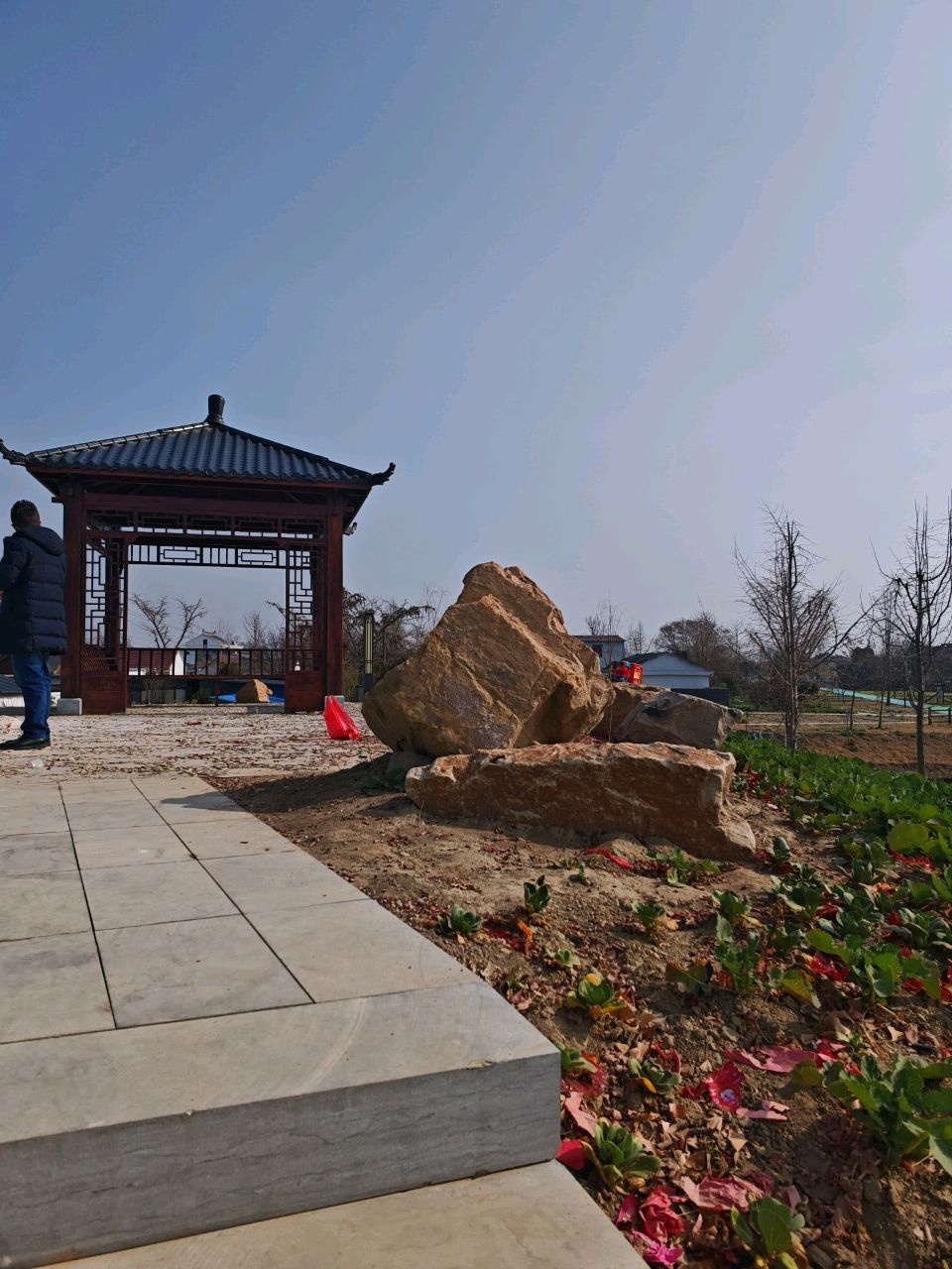 土山银杏树