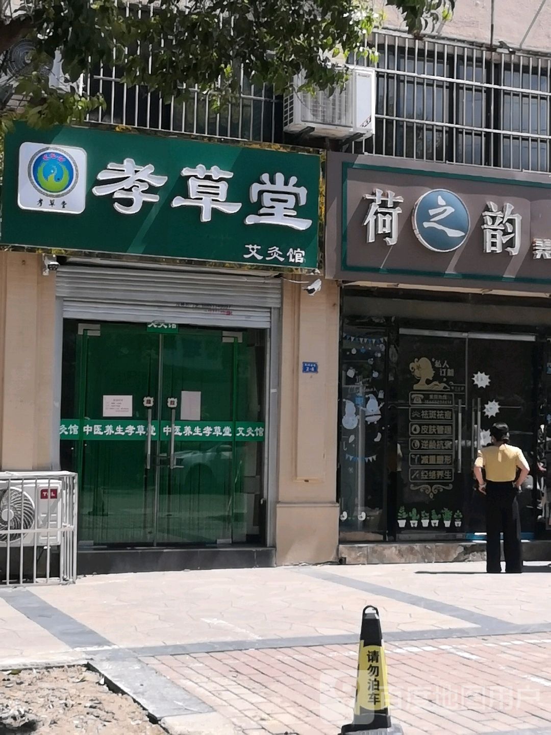 孝草棠