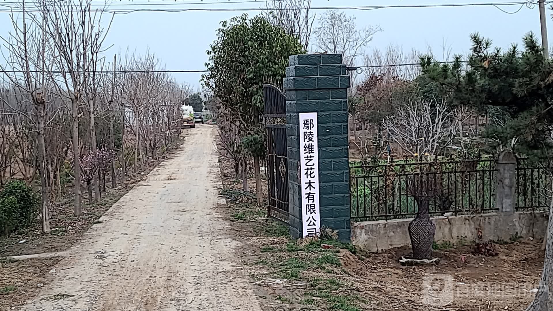 鄢陵维艺花木有限公司