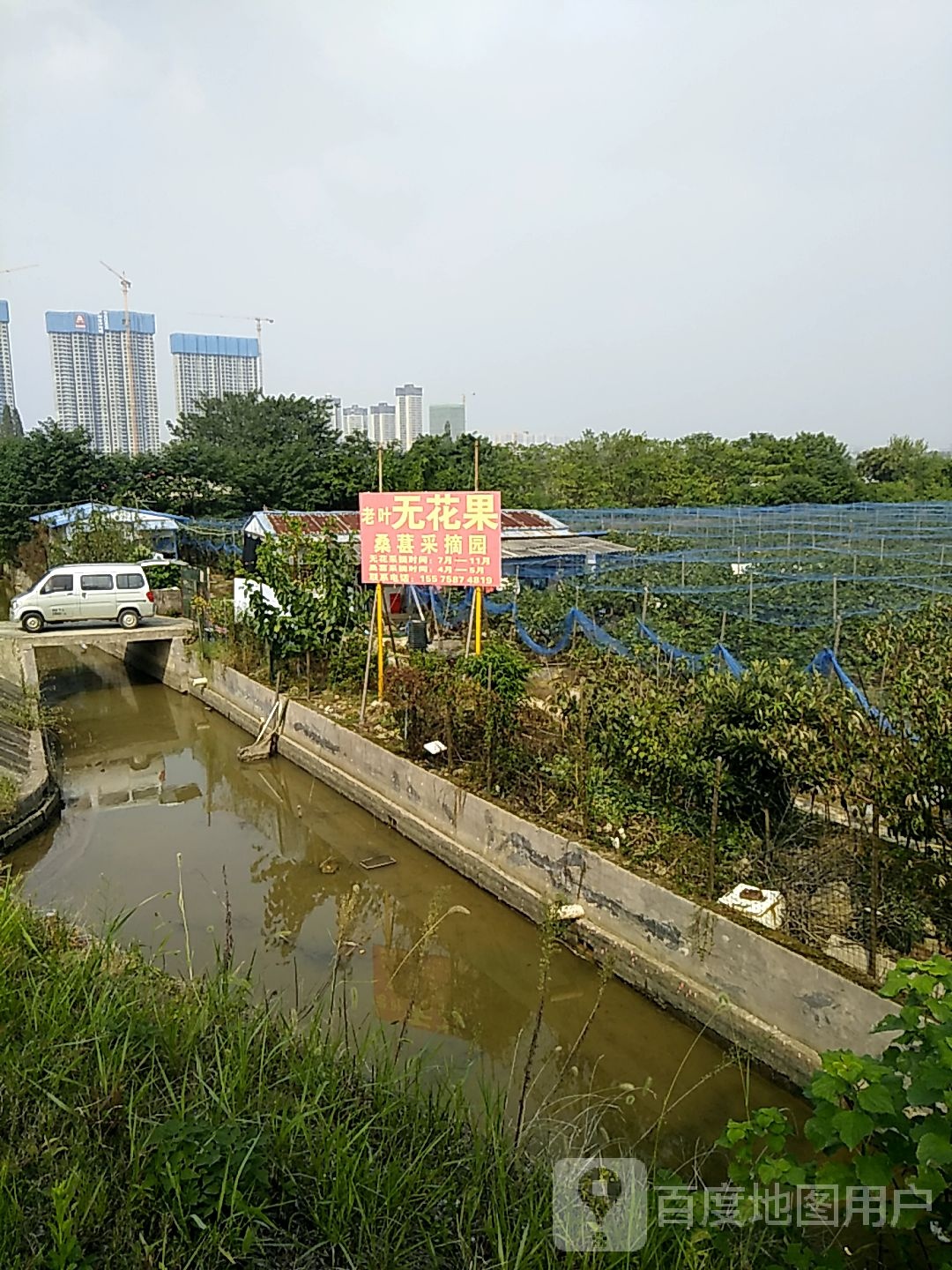 老叶无花果桑葚采摘园