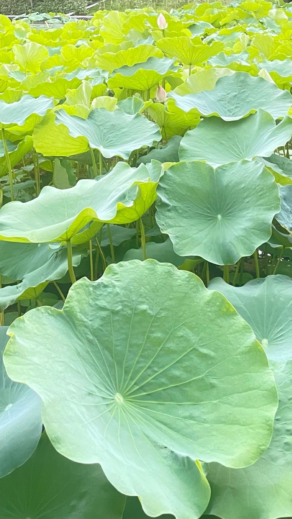 春田花花(柏园北村店)