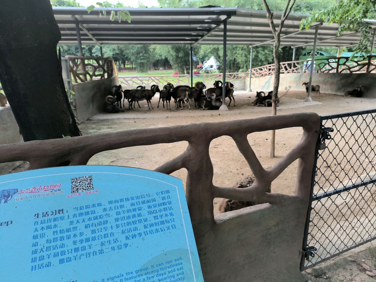 盘羊