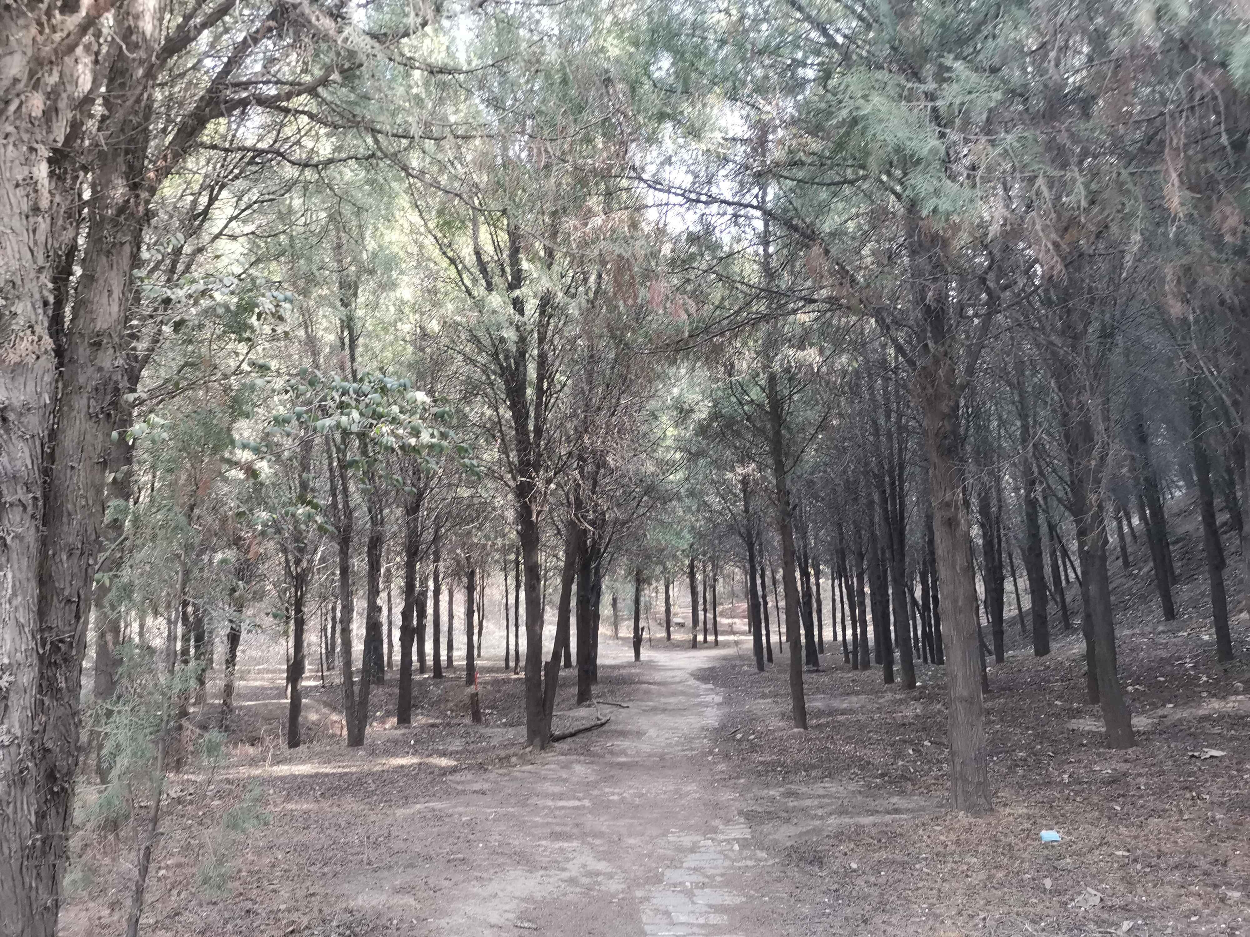 大禹渡黄河风景区-爱情林