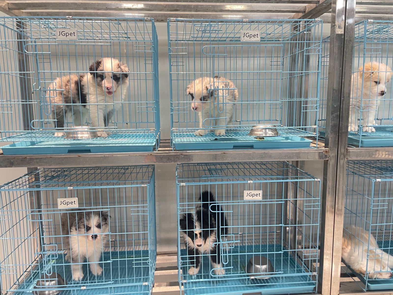 东莞爱之嘉犬舍狗场