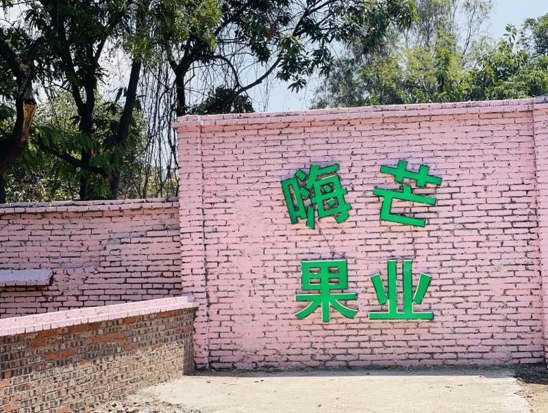 嗨芒果业