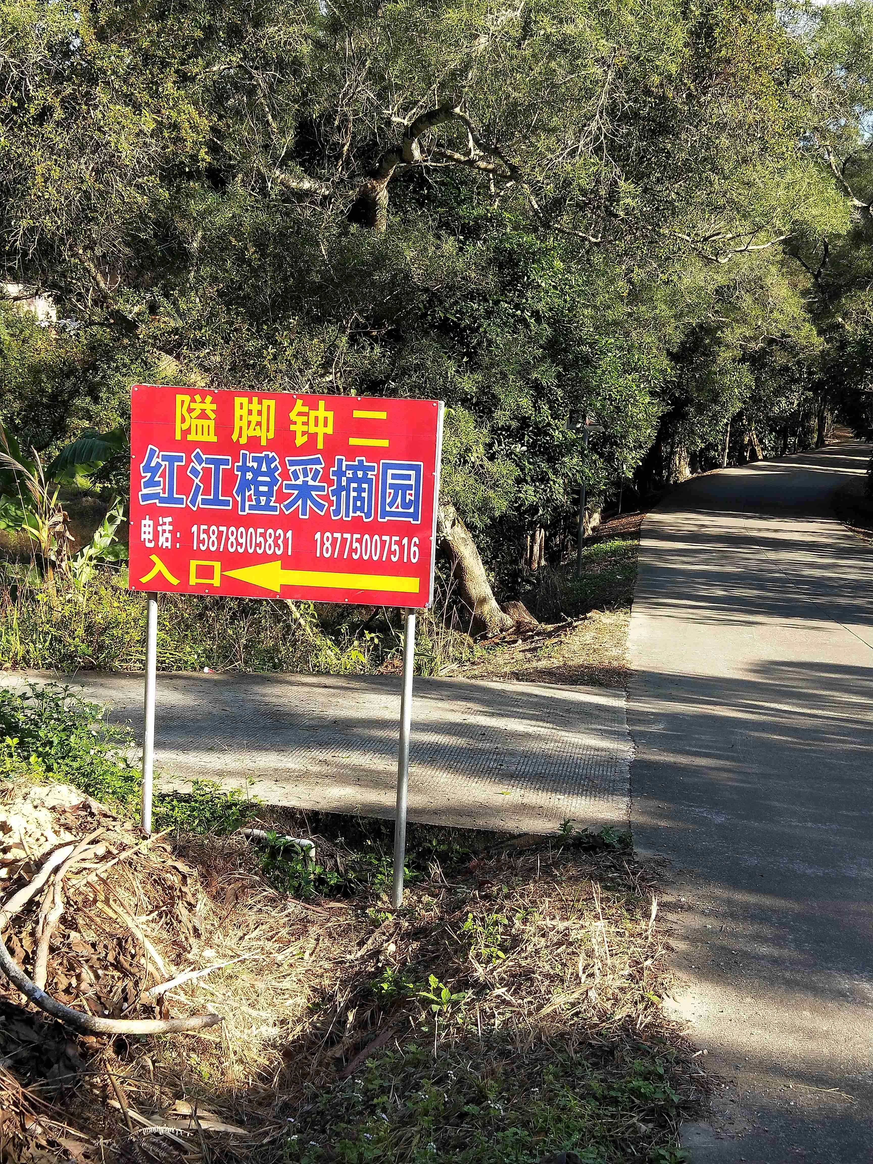 隘脚钟二红江橙采摘园