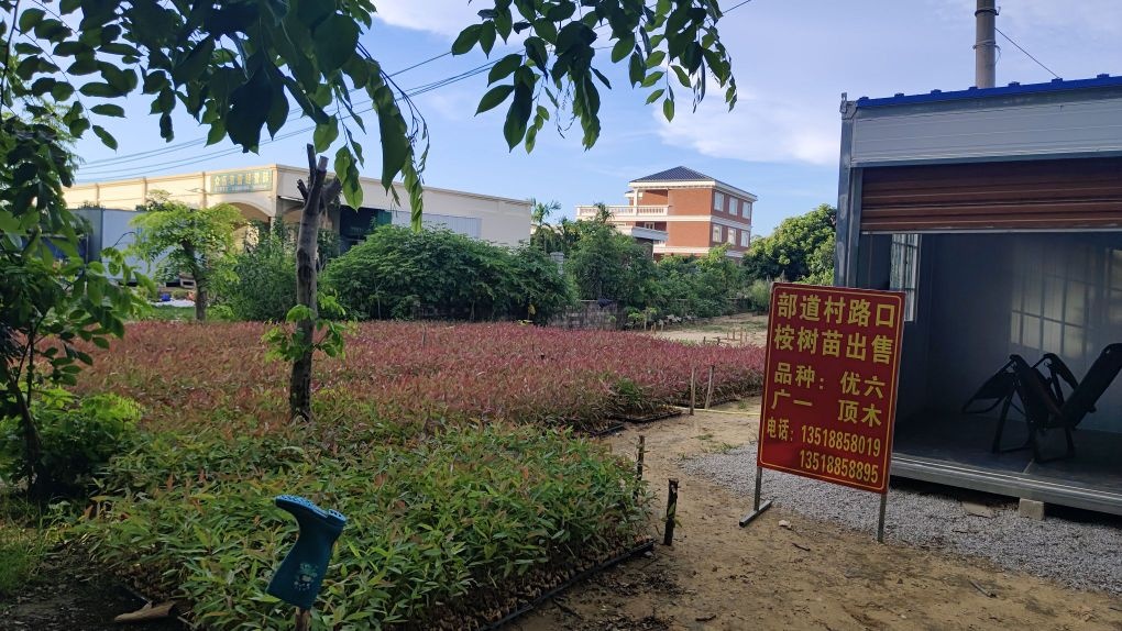 部道村路口桉树苗场