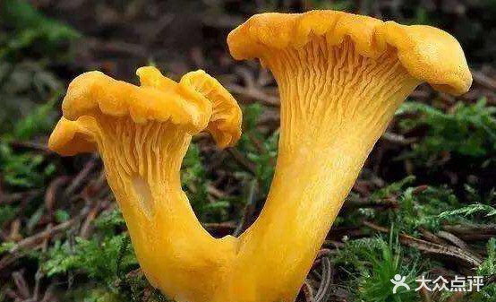 彝风源野生菌活过