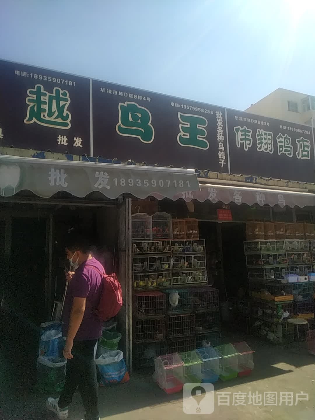 鸟王