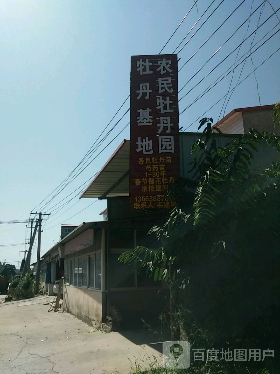 牡丹基地农民牡丹园