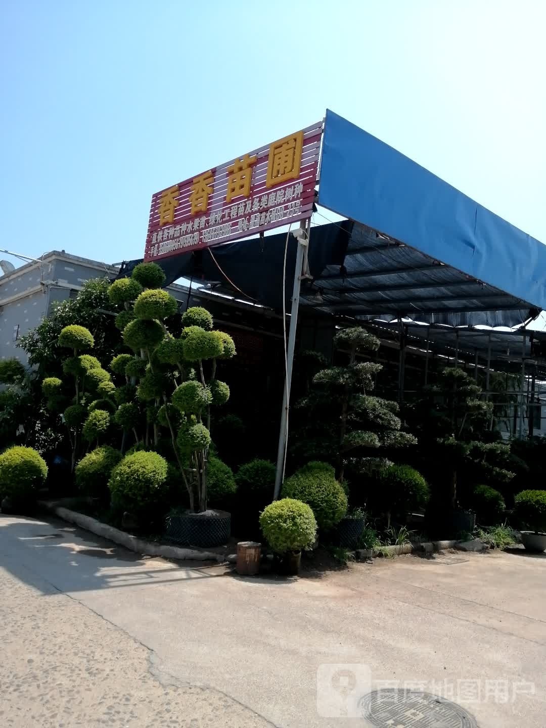 香香苗圃(澧浦苗木城店)