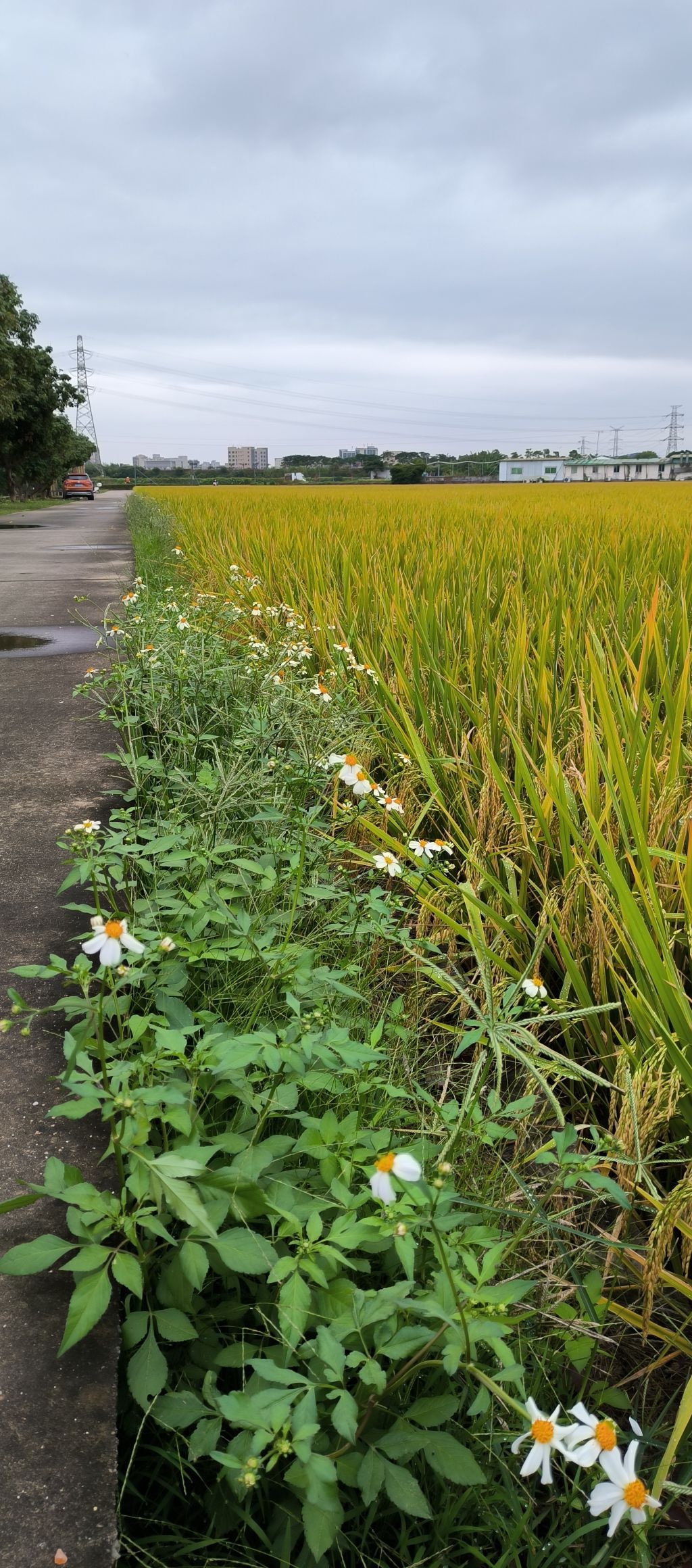 东城周屋悠闲公园