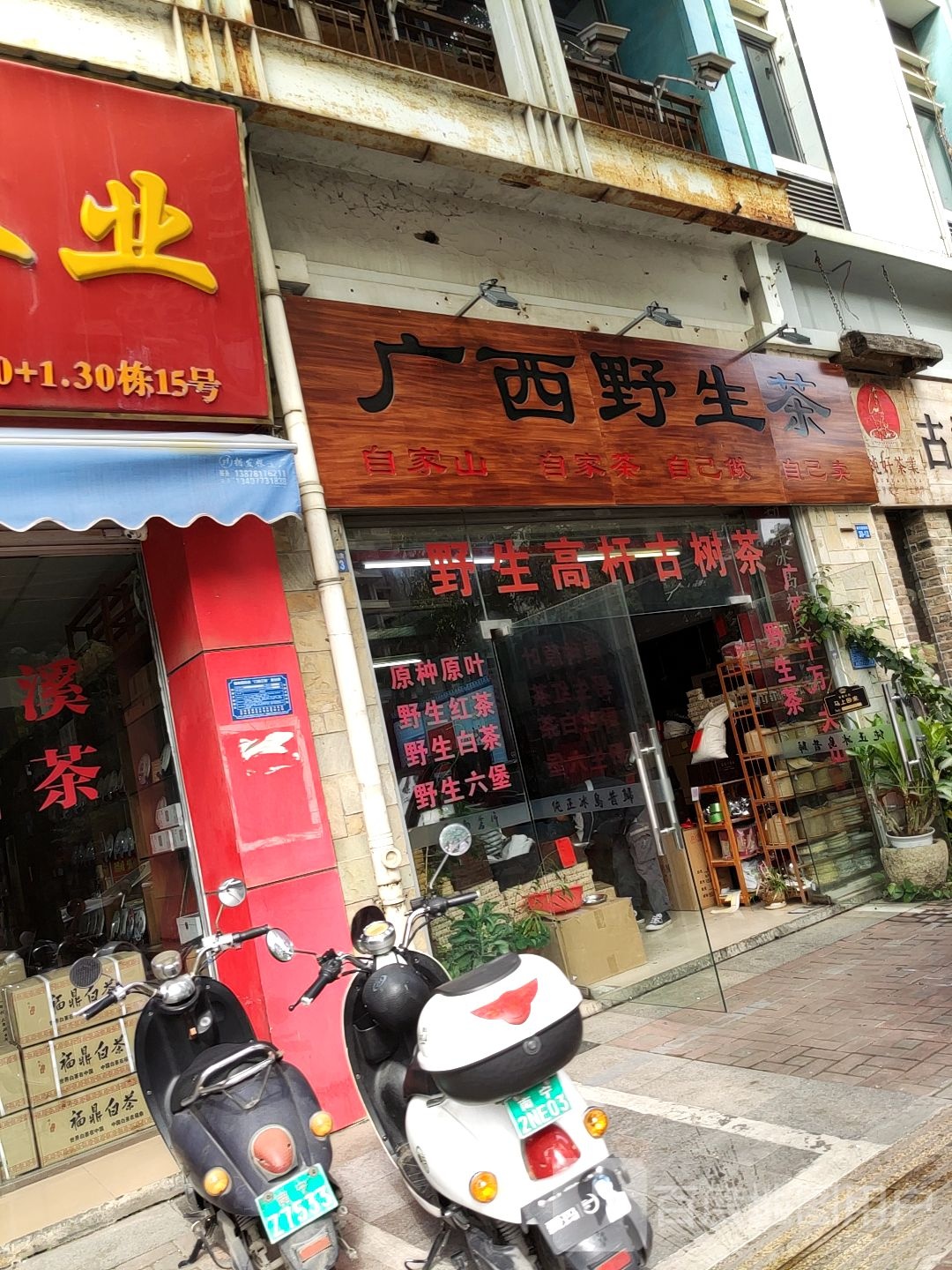 广西野生茶
