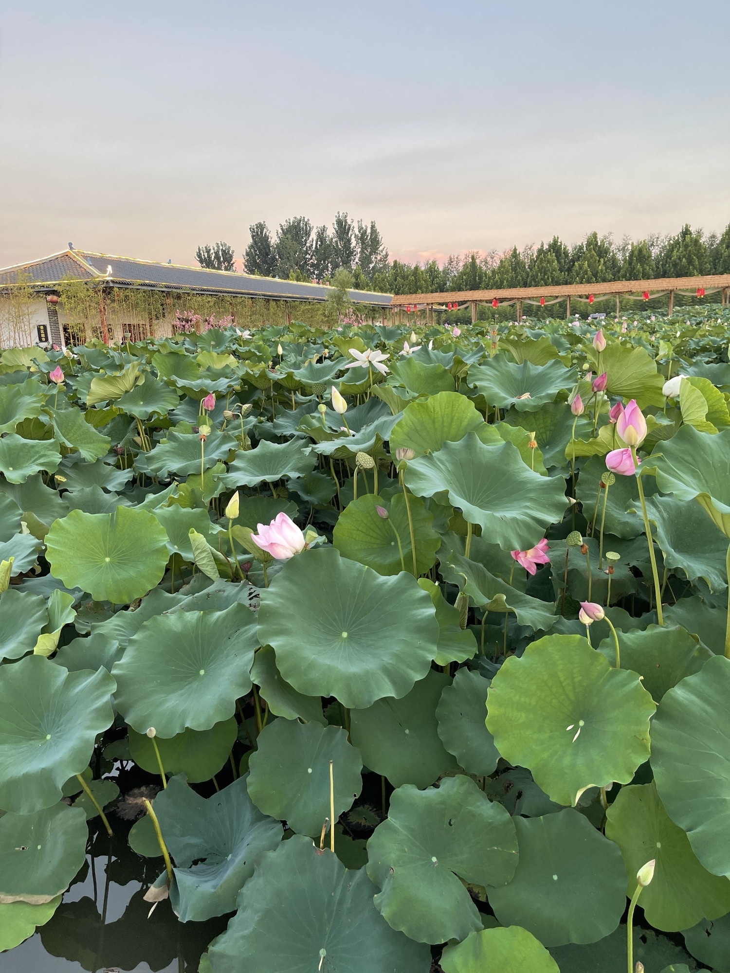 湛河源莲花湿地景区