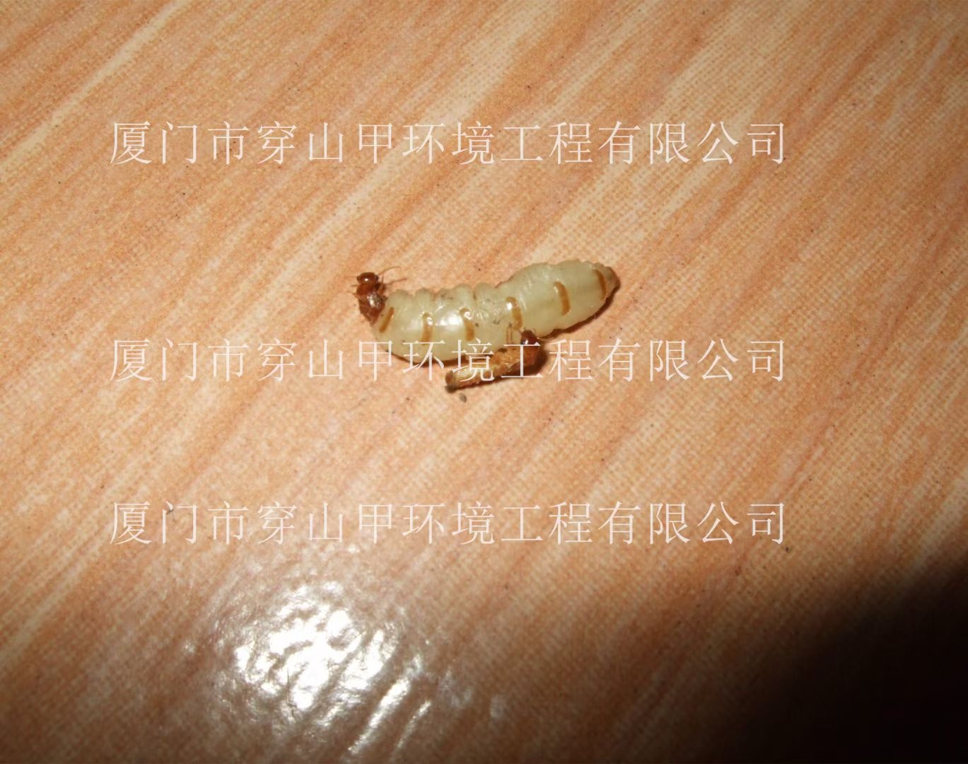 厦门市穿山甲白蚁防治服务公司