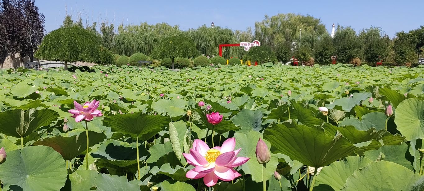 白塔寺遗址-游客服务中心