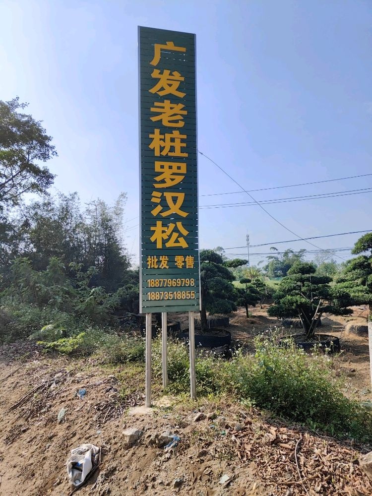 广发老桩罗汉松
