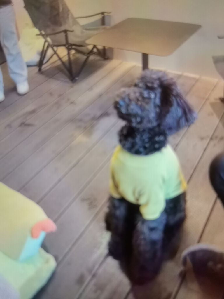 中山心友宠物犬舍基地狗场