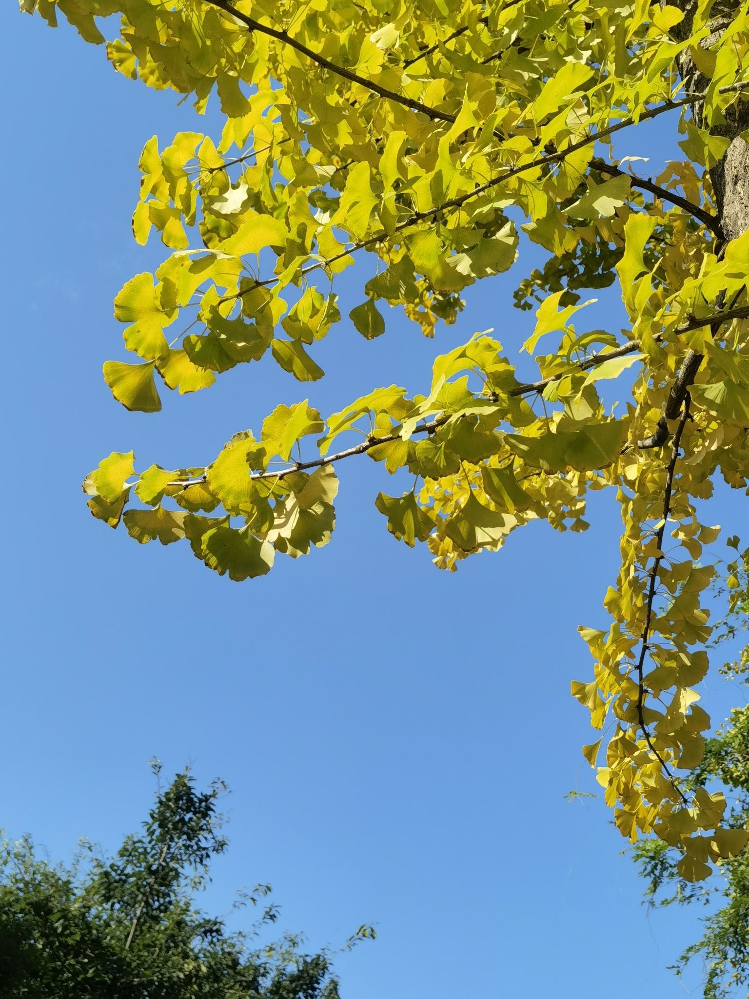 沙河东篱翠湖公园