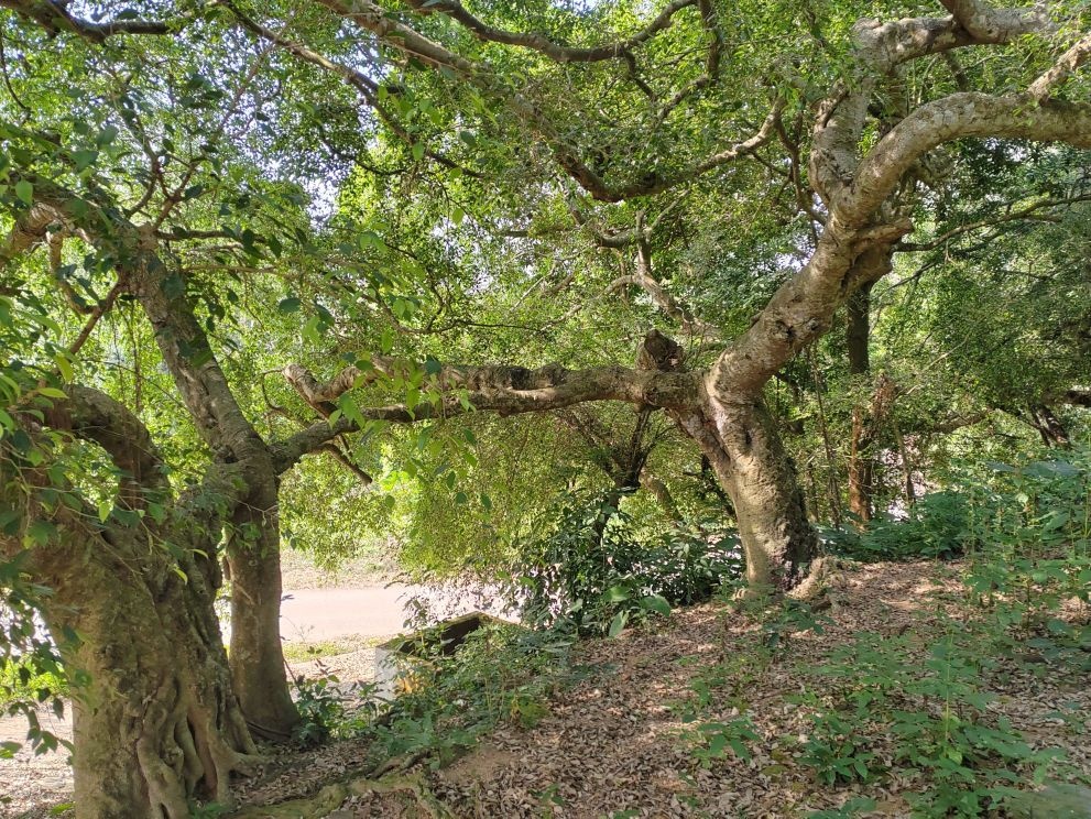 白甲港村森林公园