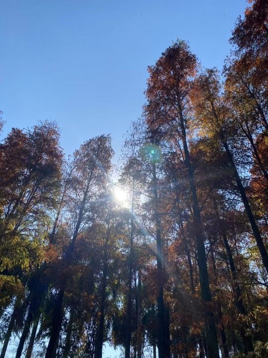 玉兰村鸵鸟园