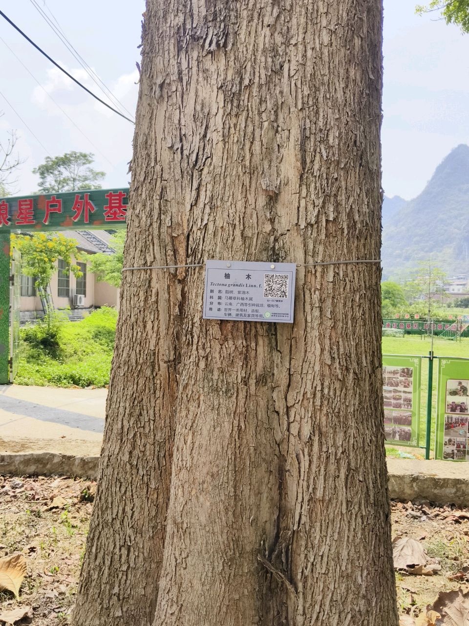 世界珍稀树木园