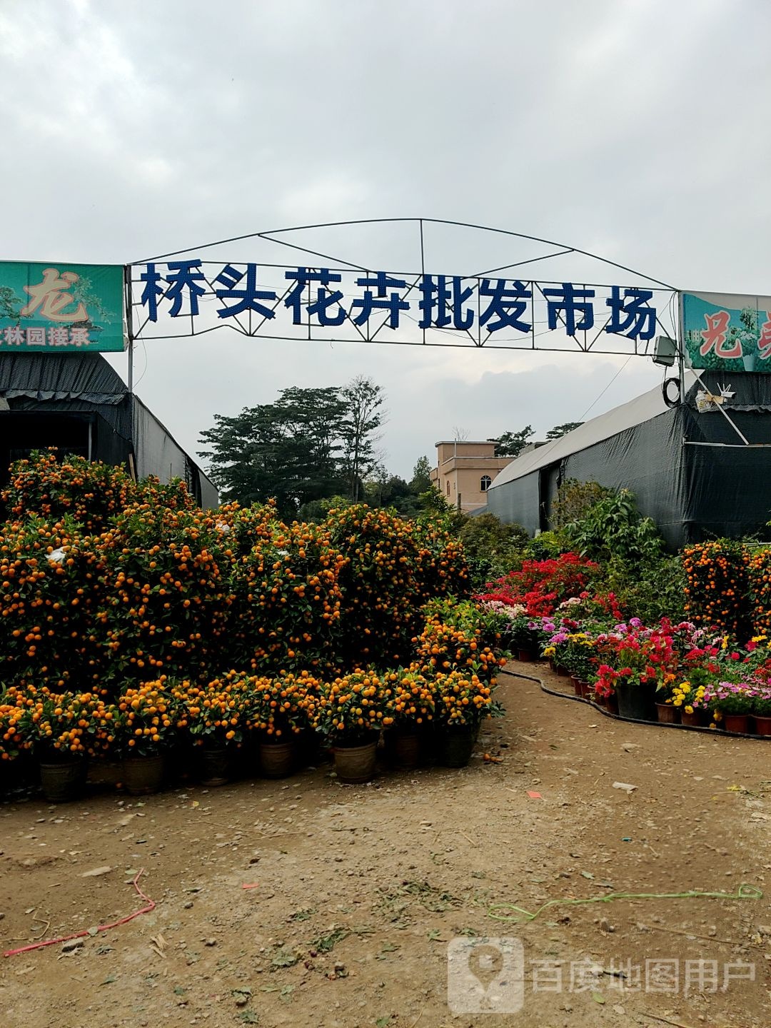 桥头花卉批发市场