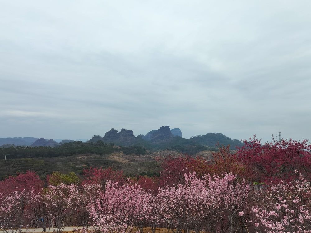 仁化县五马寨樱花园科级有限公司