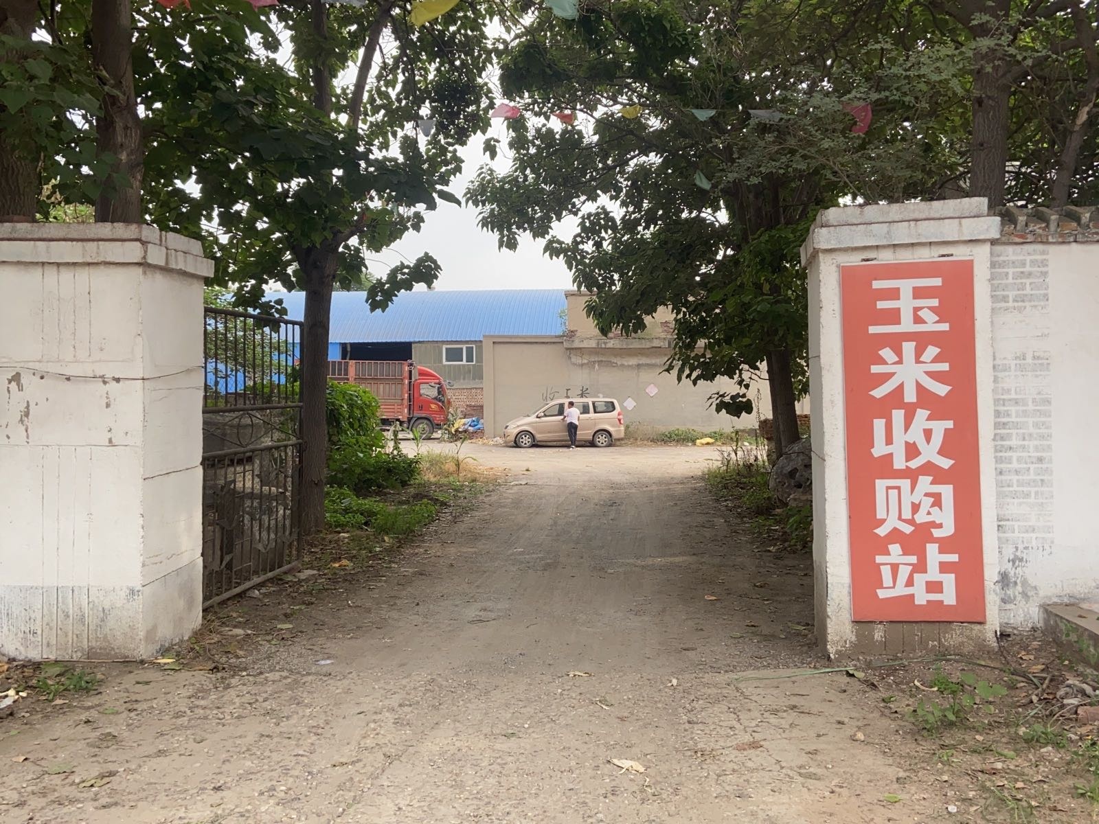 苏村玉米收购站