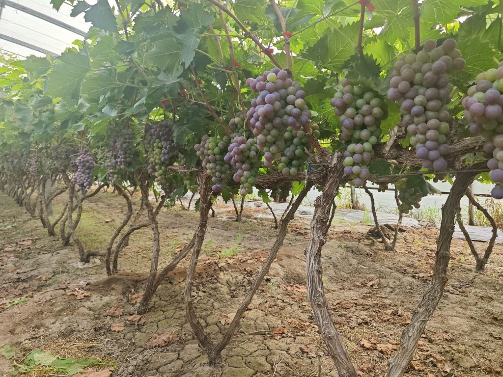 扣村兄弟葡萄採摘园