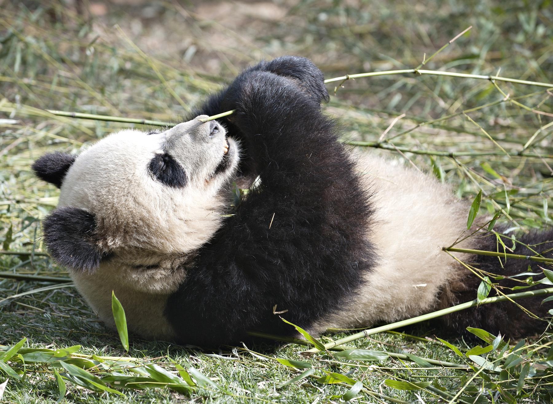 佛坪熊猫谷旅游区