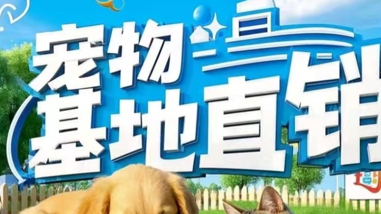 深圳市壹萌宠物狗市场基地正规犬舍狗场