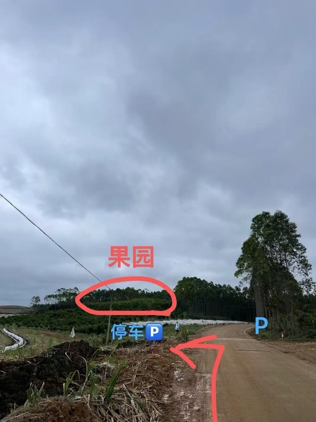 上兼绿色生态桑葚园