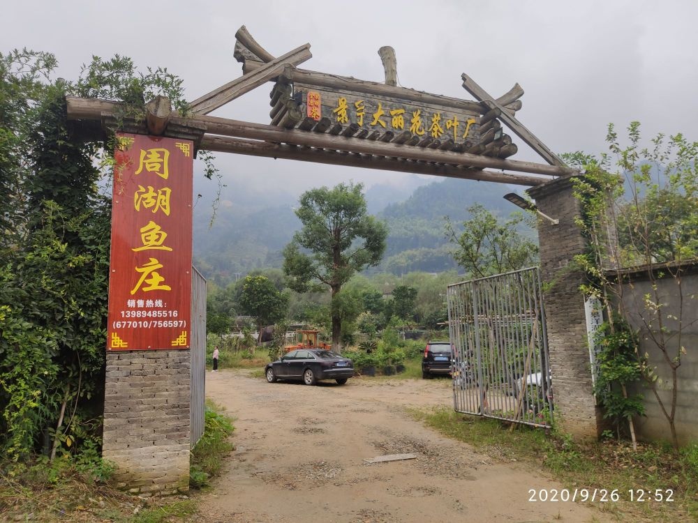 景宁大丽花茶叶