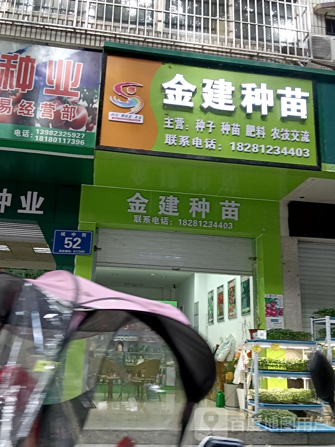 金建种苗