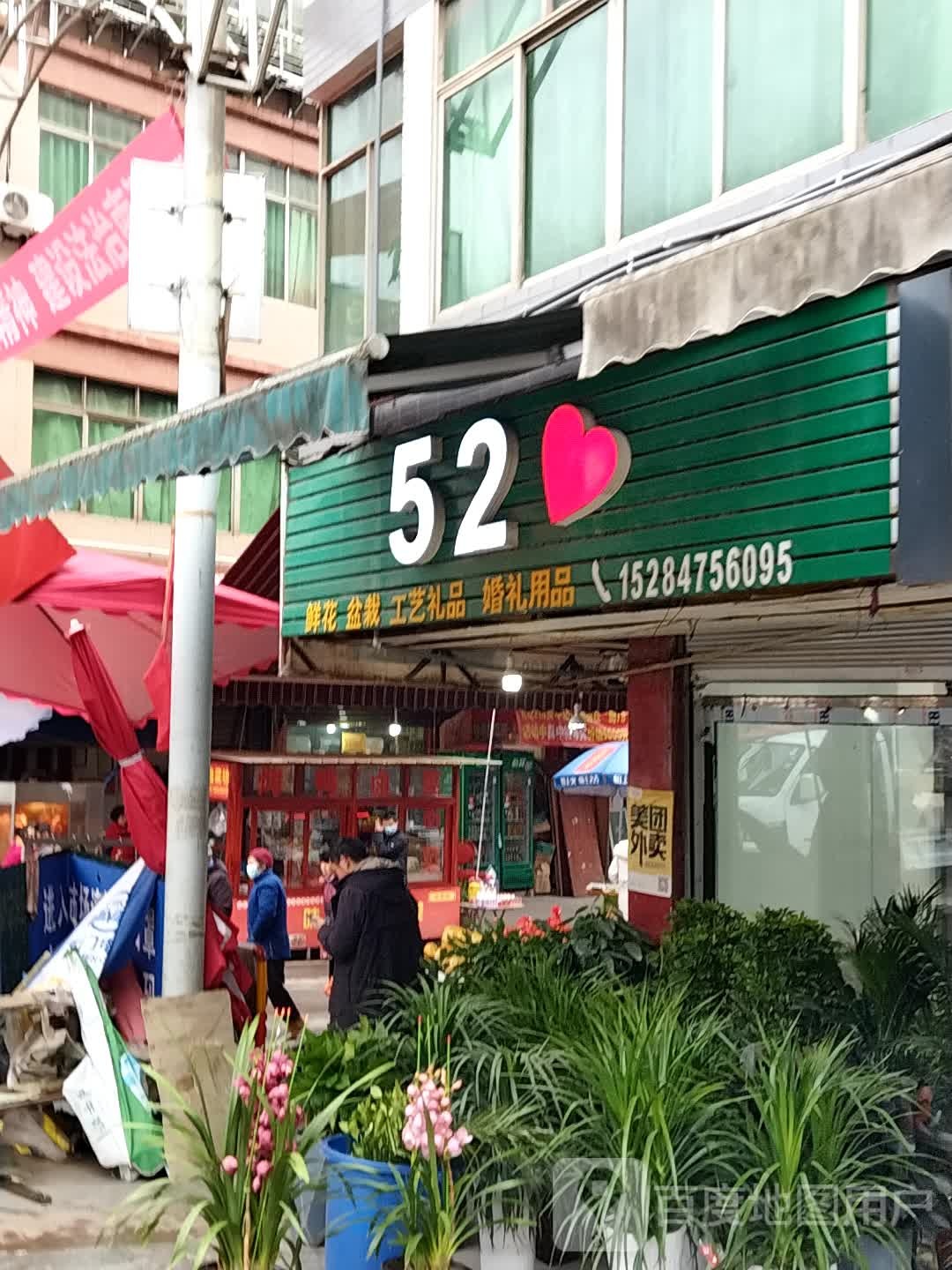 520鲜花盆栽