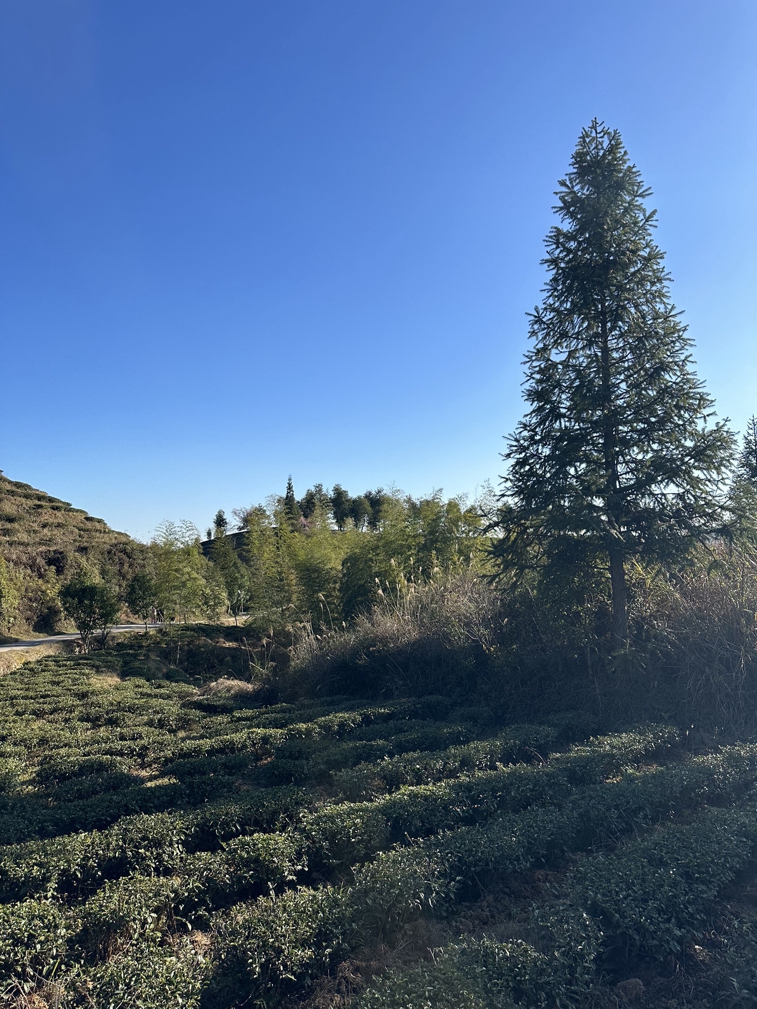 大仙峰茶美人景区