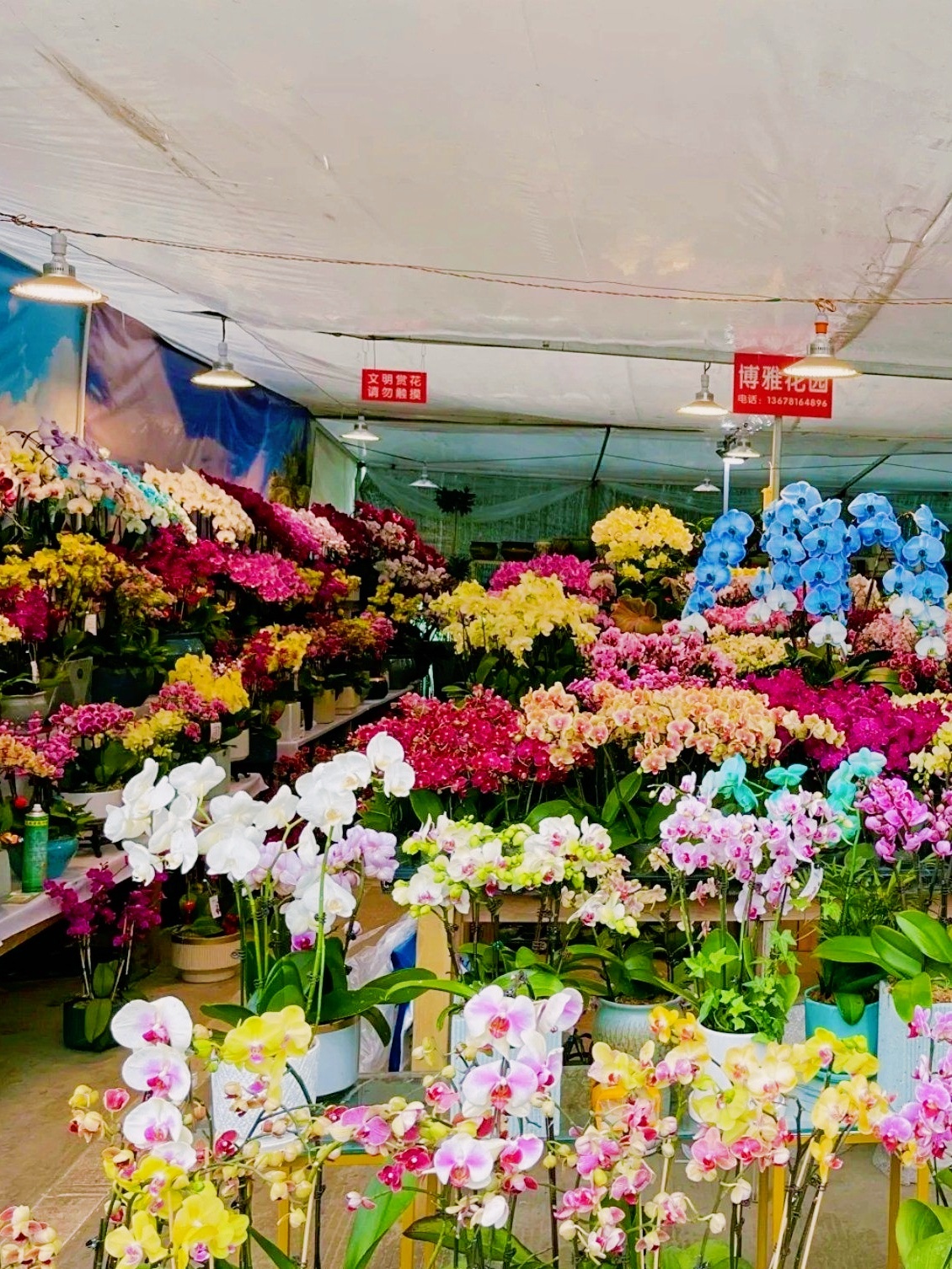 成都采耳·本草足浴·禅洗头疗(总店)