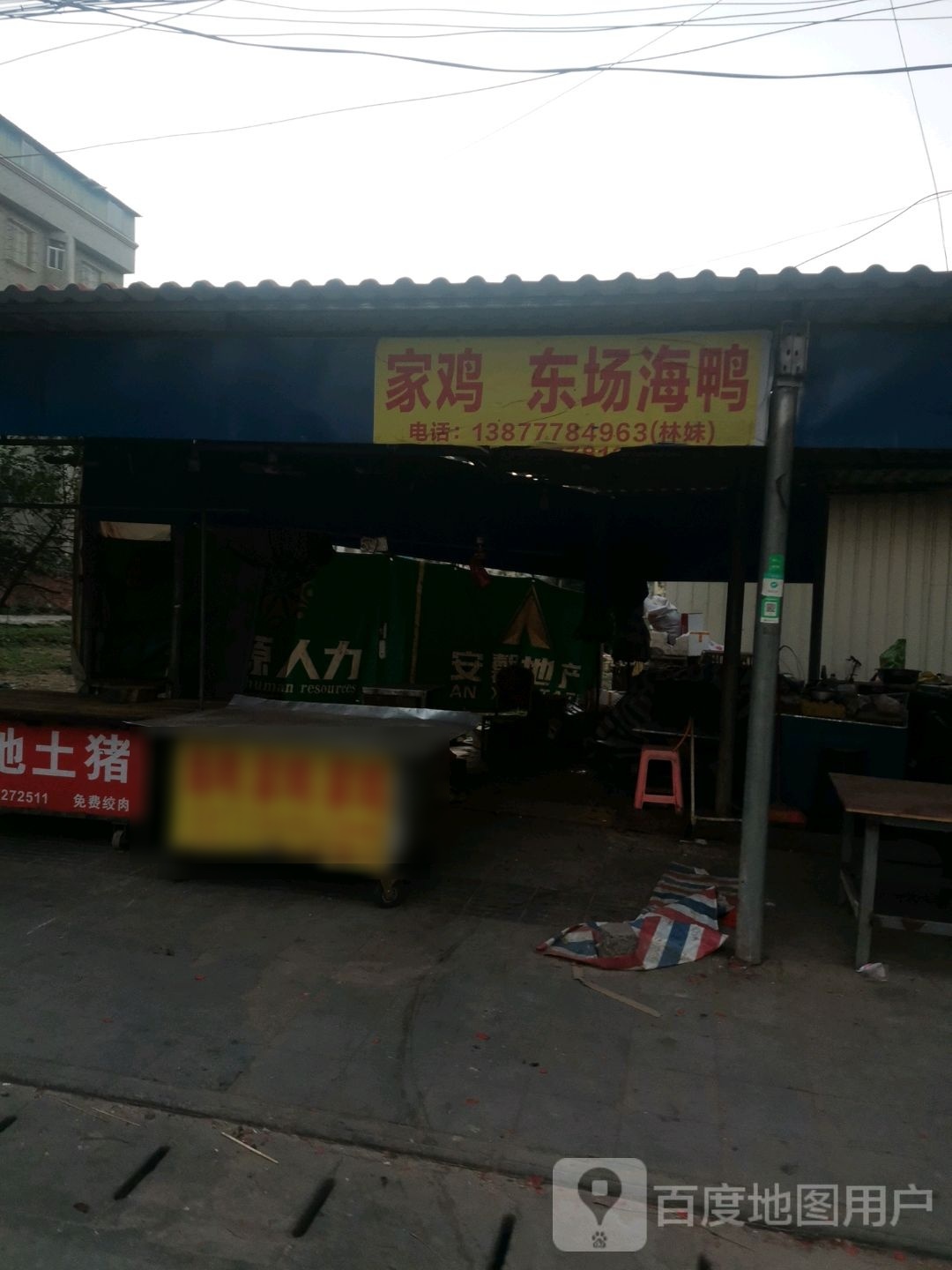 家鸡东场海鸭