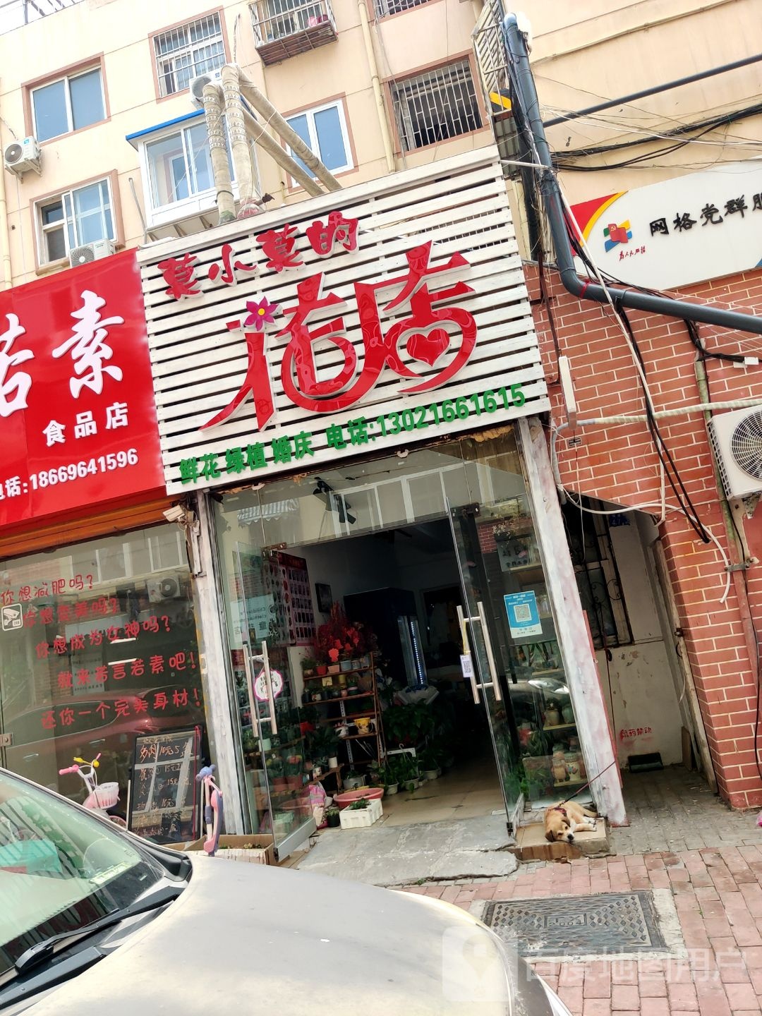 莫小莫的花店