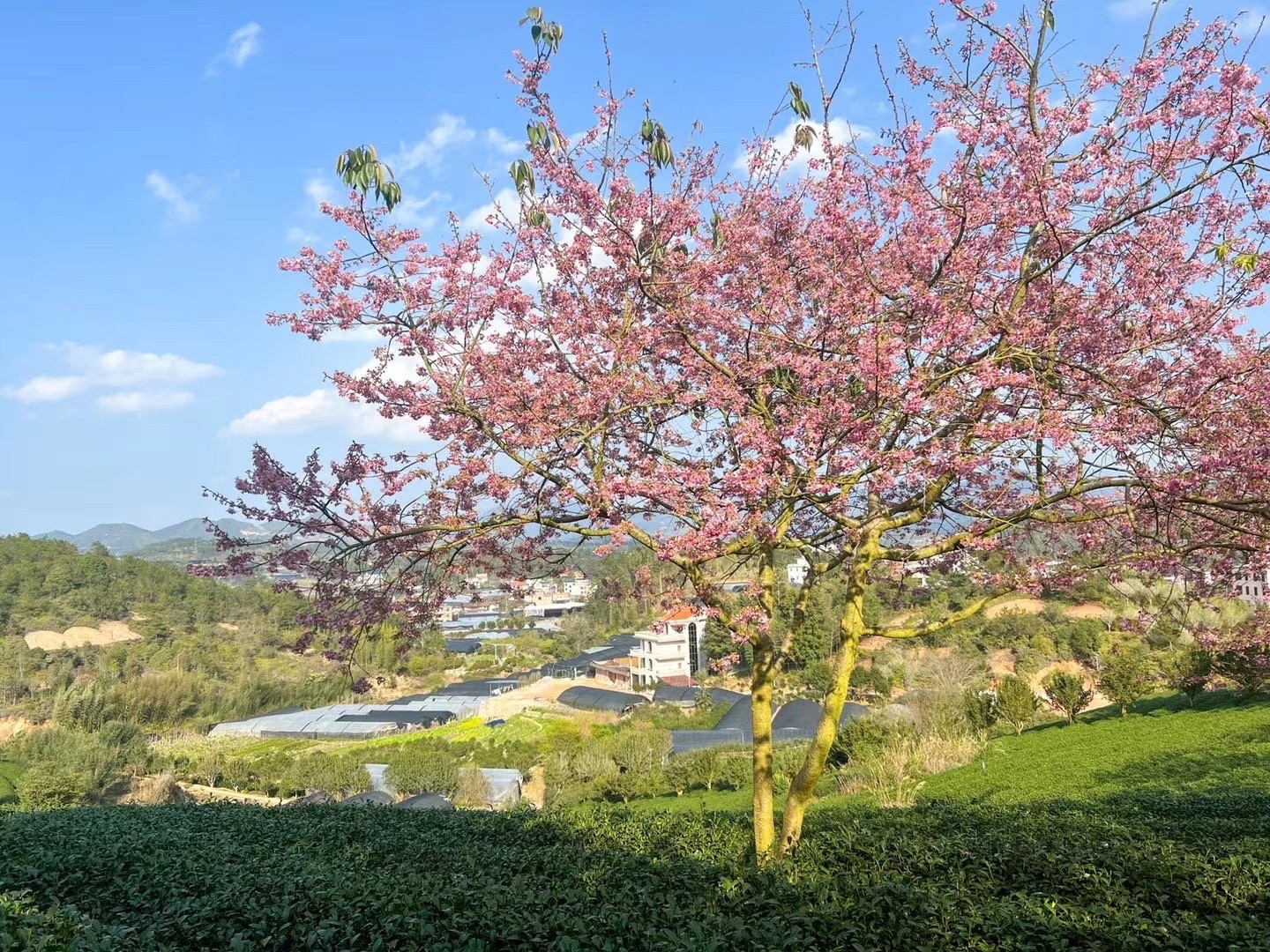 台缘山庄樱花园(百福园)