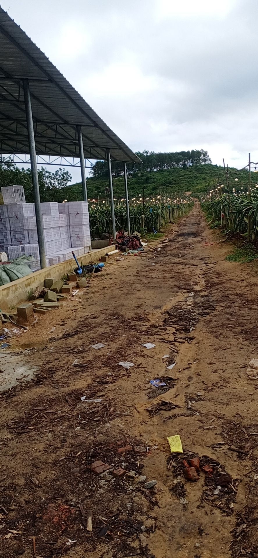 龙生园火龙果基地