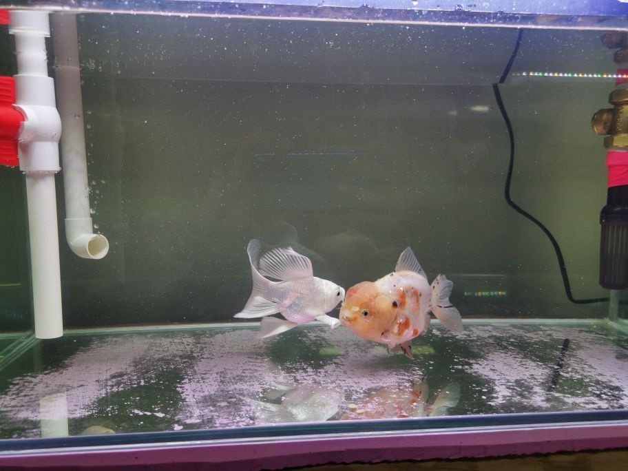 鸠丰娄溴源水族馆