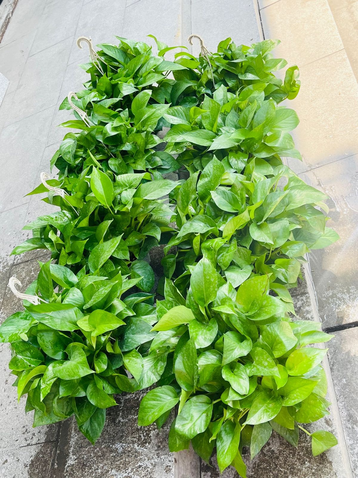 七彩鲜花(马房山店)