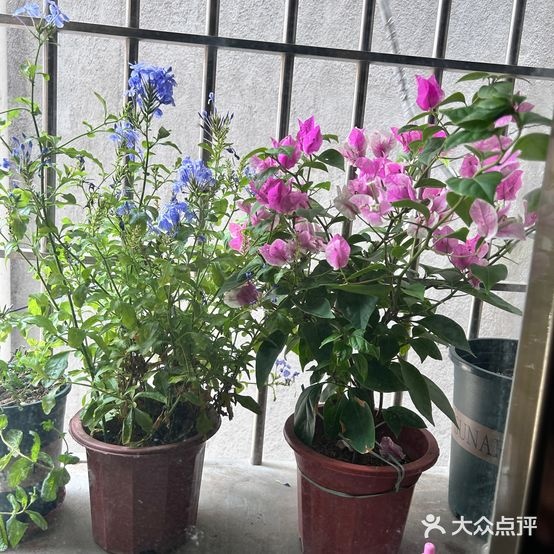 花屿鲜花绿植花店
