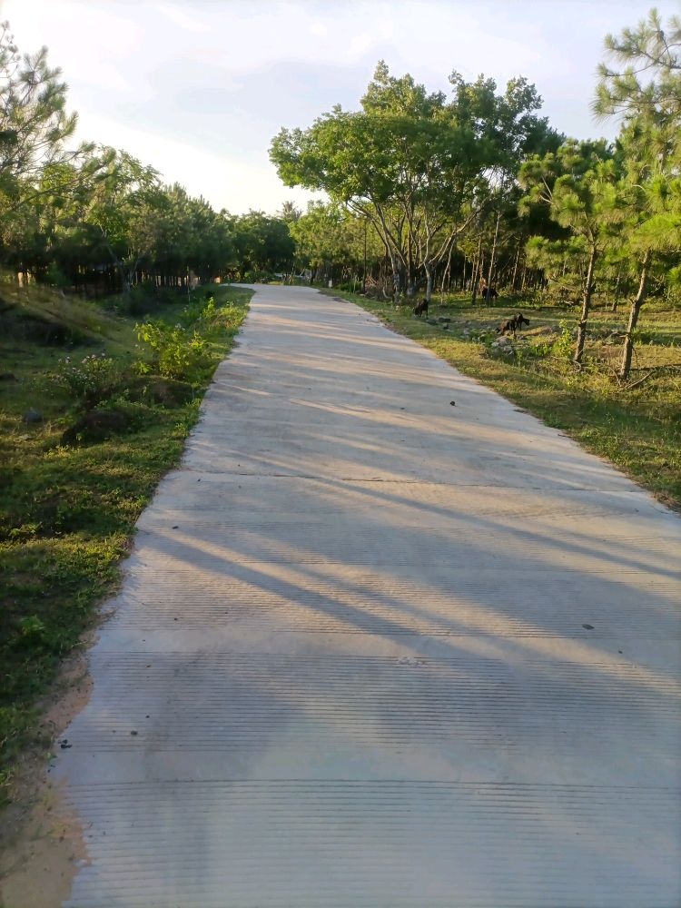 文昌市翁田镇明月村委会龙头东村