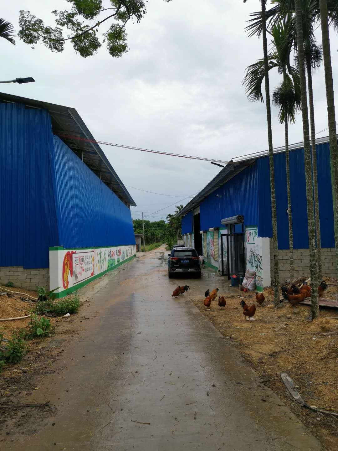 定安县韶华槟榔加工有限公司