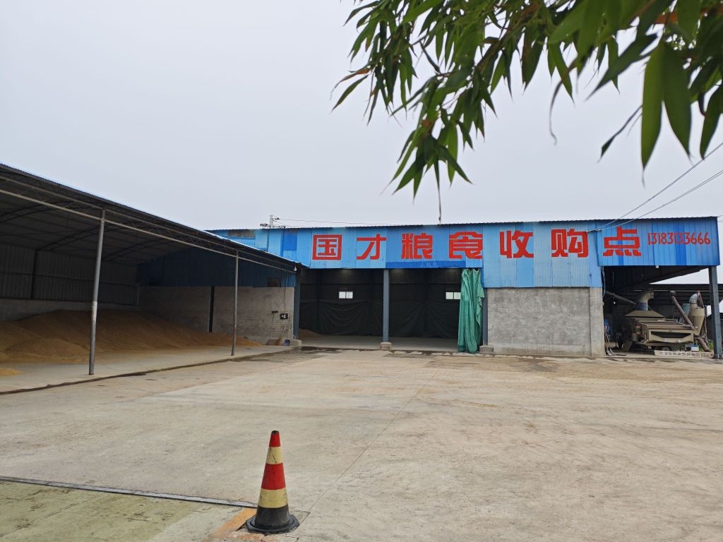 国才粮食收购点