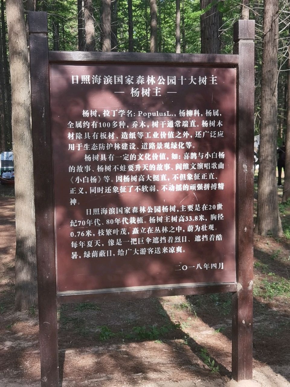 杨树王